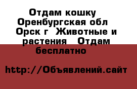 Отдам кошку - Оренбургская обл., Орск г. Животные и растения » Отдам бесплатно   